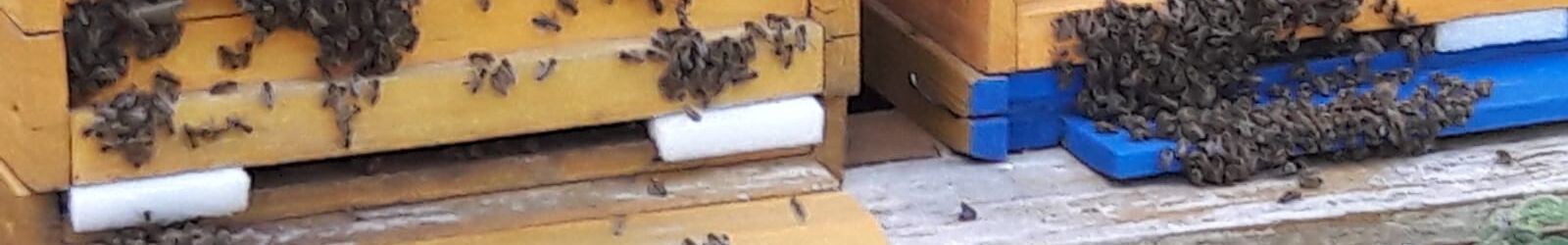Bienen vor Beute