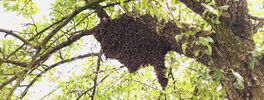Bienenschwarm