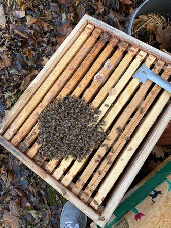 Bienen in der Wintertraube