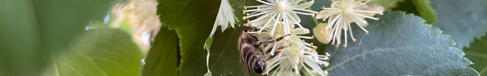 Biene sammelt der Lindenblüte