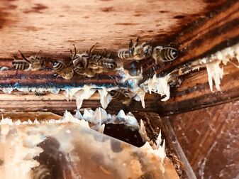 Propolis im Bienenstock