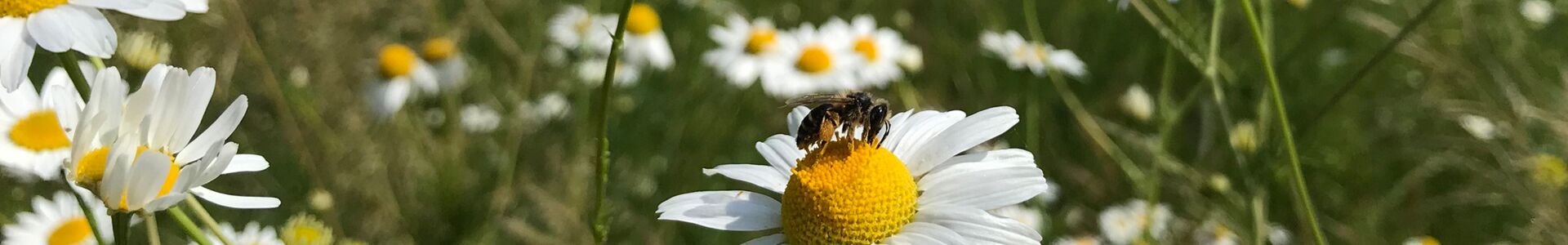 Wildbiene auf Margerite